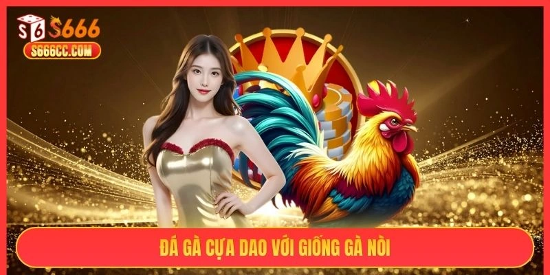 Đá gà cựa dao S666 với giống gà nòi